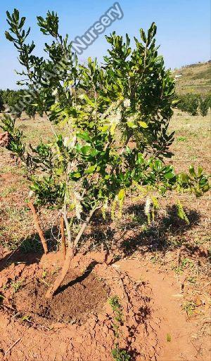 Macadamia Nuts Grafted Plant