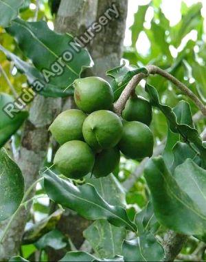 Macadamia Nuts Grafted Plant