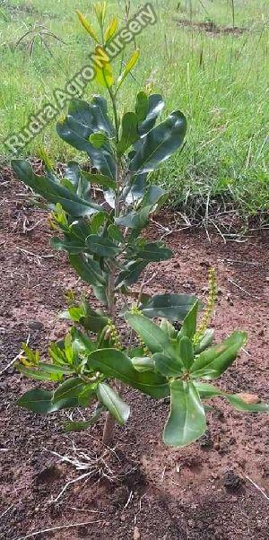 Macadamia Nuts Grafted Plant