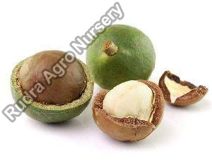 Macadamia Nuts Grafted Plant