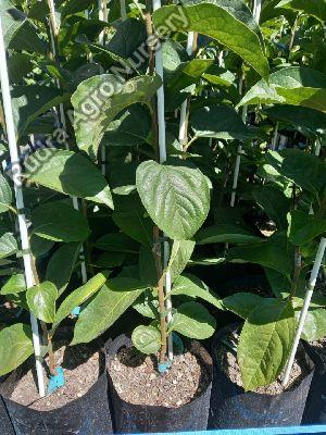 Persimmon Plant