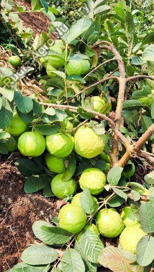 Thai Guava Plant