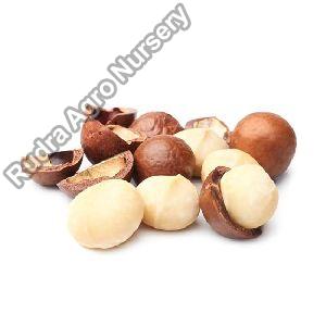 Raw Macadamia Nuts Seeds