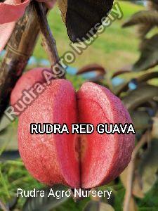 Rudra Red Guava Plant