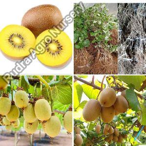 Yellow Golden Kiwi fruit plant