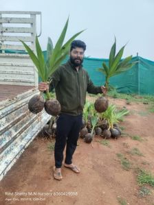 Coconut Plants