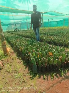 dragon fruit plant