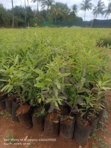 White Sandalwood Plant