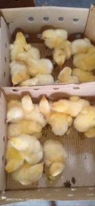 Poultry Farm Chicks