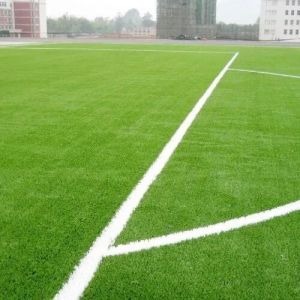 Sports Turf Grass