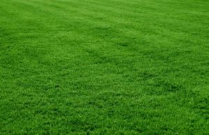 Silaction Lawn Grass