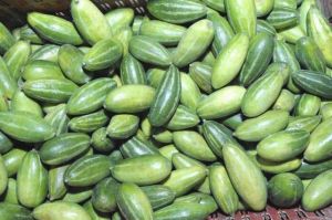 Fresh Pointed Gourd