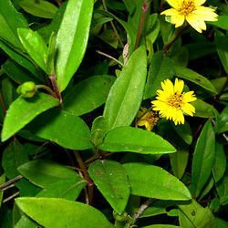 Ssufi Bhringraj Powder