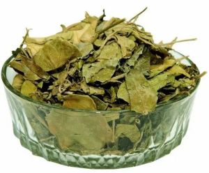 Gurmar Powder