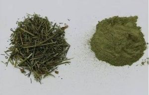 Kalmegh Powder