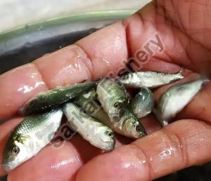 Amur Carp Fish Seeds