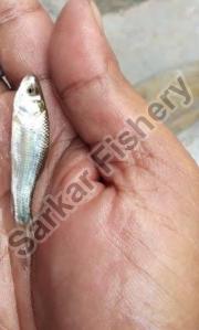 Labeo Bata Fish Seeds