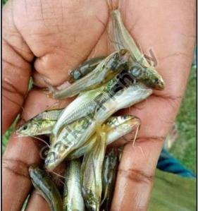 Mystus Bleekeri Fish Seeds
