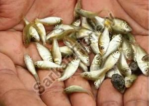 Mrigal Fish Seeds