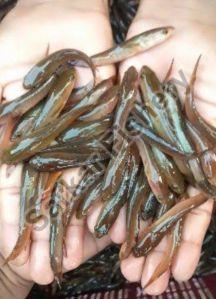 Murrel Fish Seeds