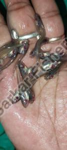 Ompok Pabda Fish Seeds
