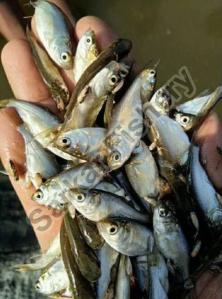 Silver Carp Fish Seeds