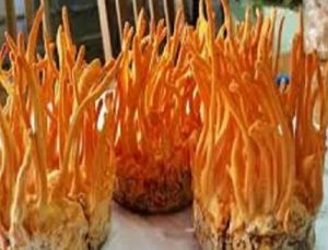 cordyceps militaris