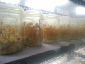 cordyceps militaris