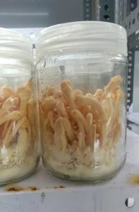 cordyceps militaris