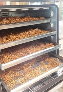 cordyceps militaris