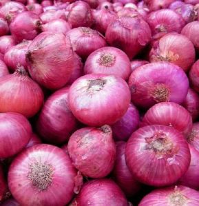 Red & White Onion