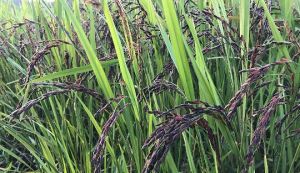 Black rice paddy