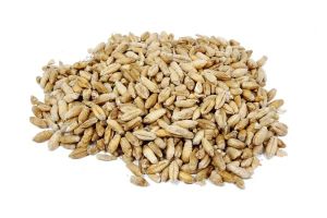 Triticale Wheat