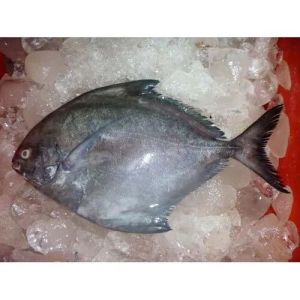 Frozen Pomfret Fish