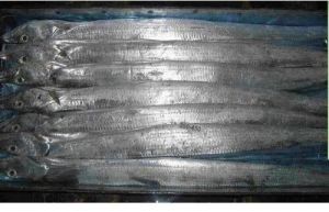 Frozen Ribbon Fish