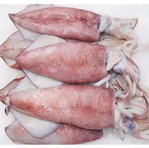 Frozen Squid