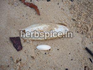 Cuttlefish Bone