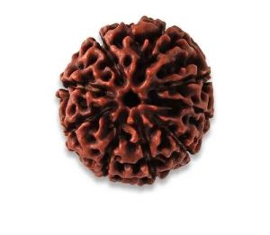 Rudraksha