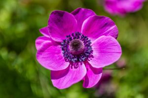 flowers plant