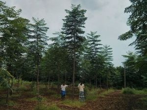 Malabar Neem Plants