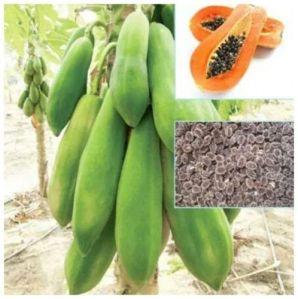 NO.15 PAPAYA SEEDS