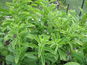 Stevia Plants