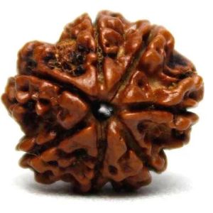 7 Mukhi Rudraksha