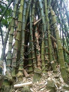 Bambusa Balcooa Plant