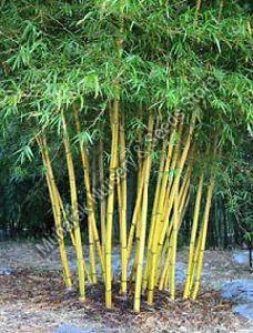 Bambusa Nutans Plant