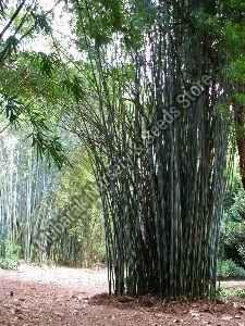 Bambusa Tulda Plant