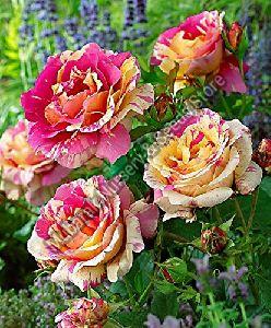Grafted Rose Plant