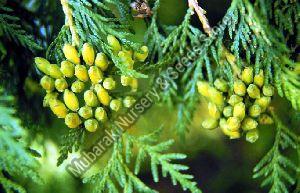 Thuja Pine Seeds
