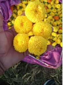 Marigold Seeds