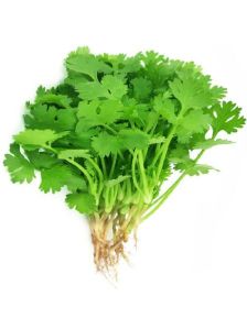 Fresh Coriander Leaves